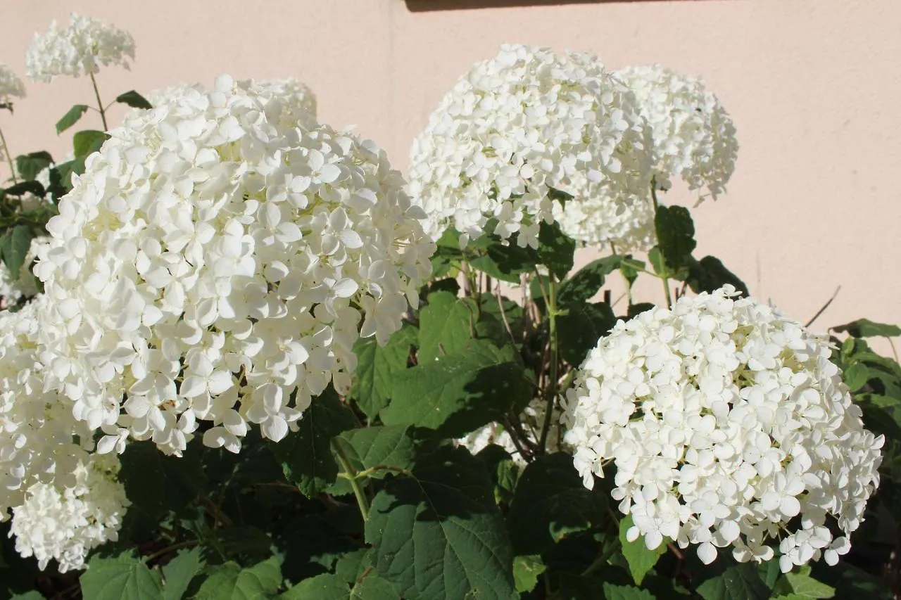 La Bullote - Gites - Paris Roissy Villeneuve-sous-Dammartin Holiday home